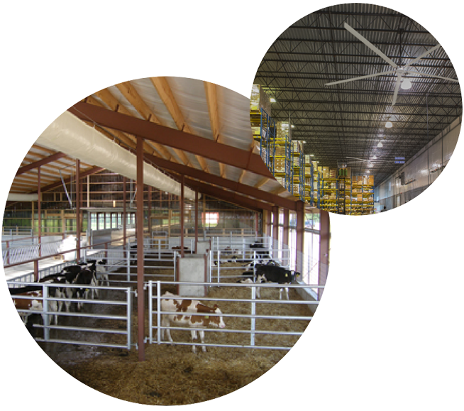 Warehouse fans and Cows in a Barn